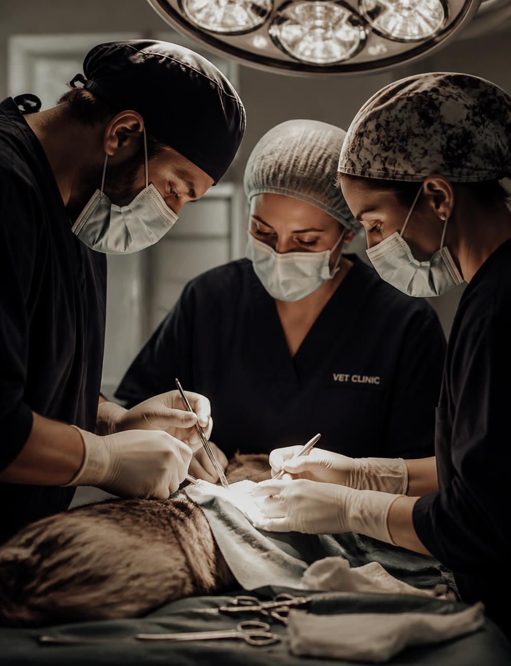 Equipo quirúrgico veterinario durante una intervención